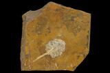 Paleocene Fossil Cone (Parataxodium) - North Dakota #156264-1